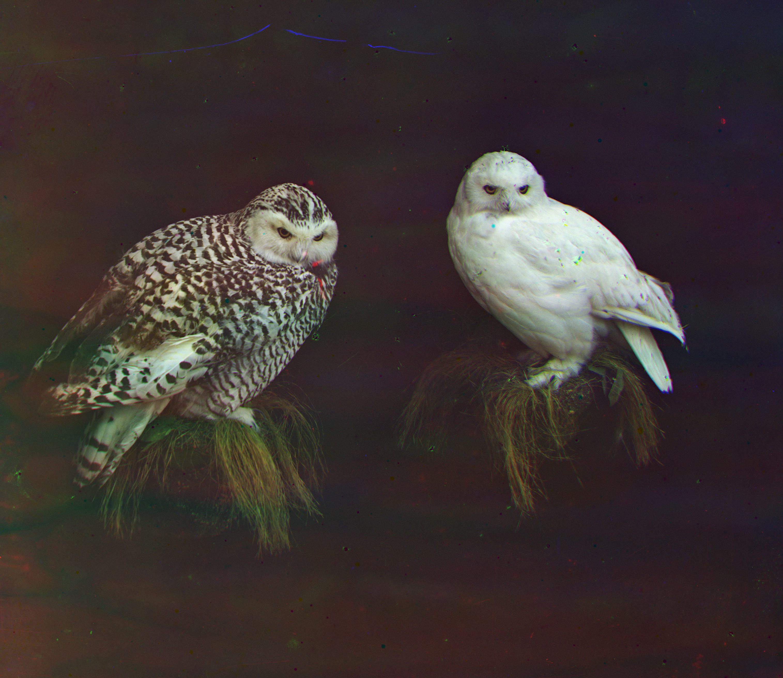 Bird Reconstruction