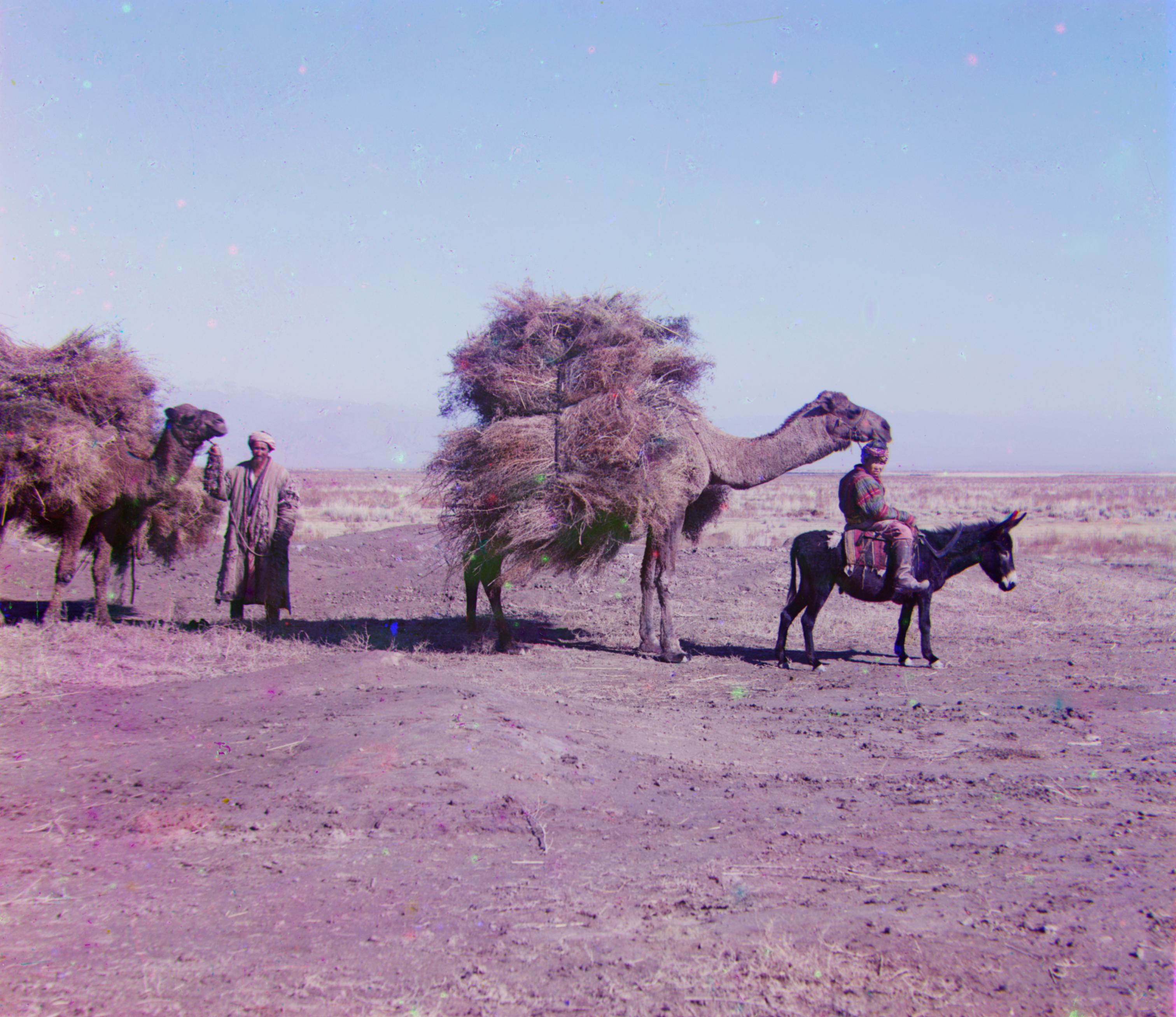 Camel Reconstruction