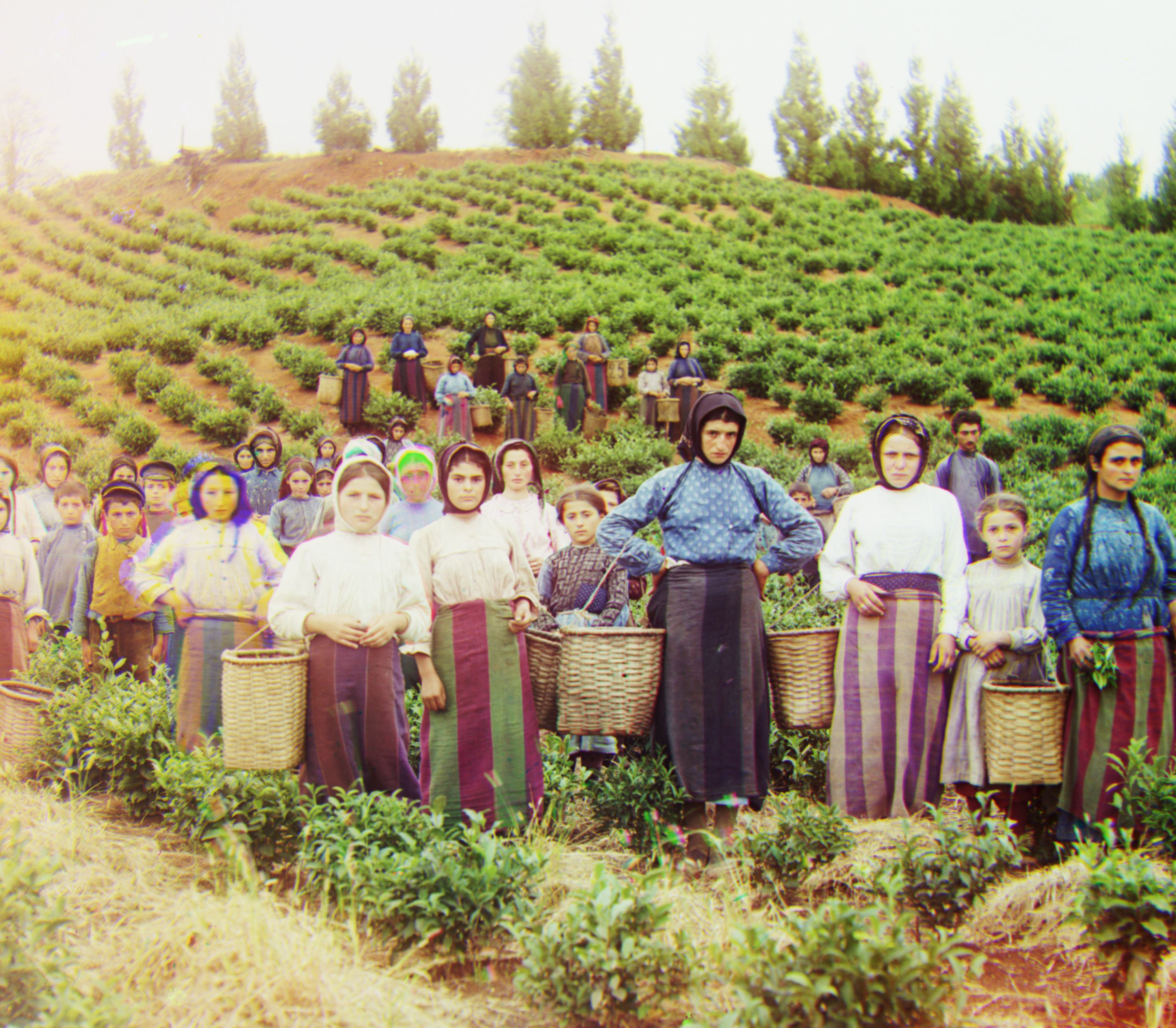 Harvesters Reconstruction