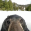 Bear Original