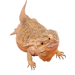 Iguana Original
