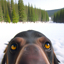 Web image bear edit 6