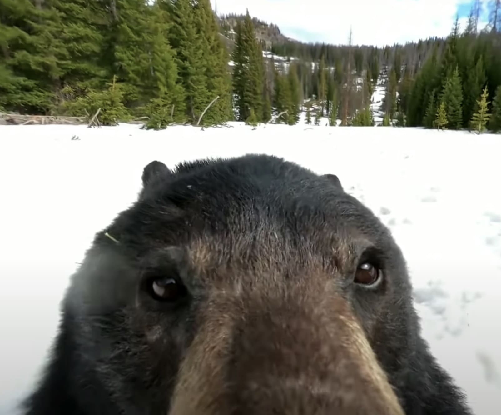 Web image bear original