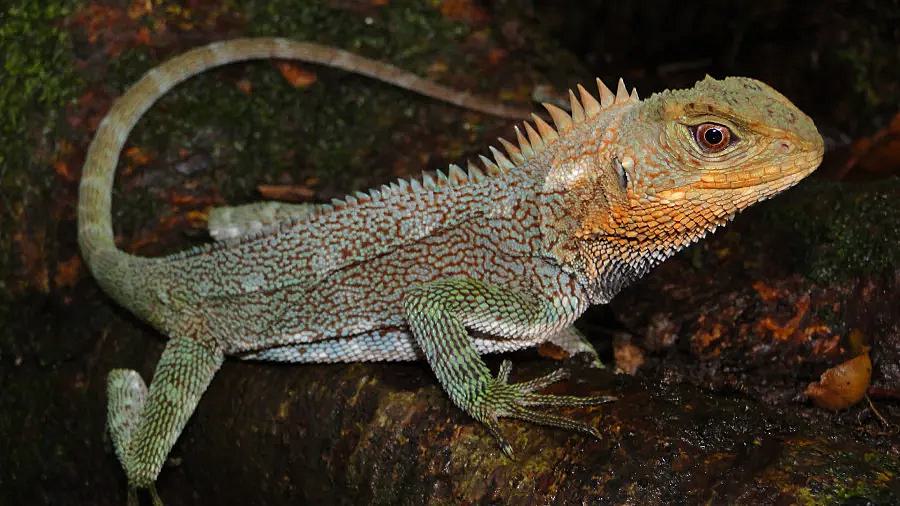 Sharpened Lizard α=0.75