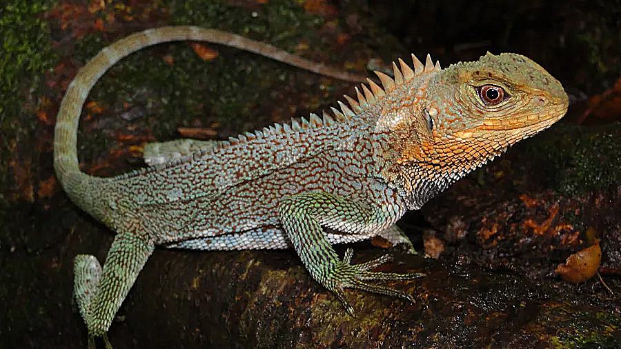 Sharpened Lizard α=2.5