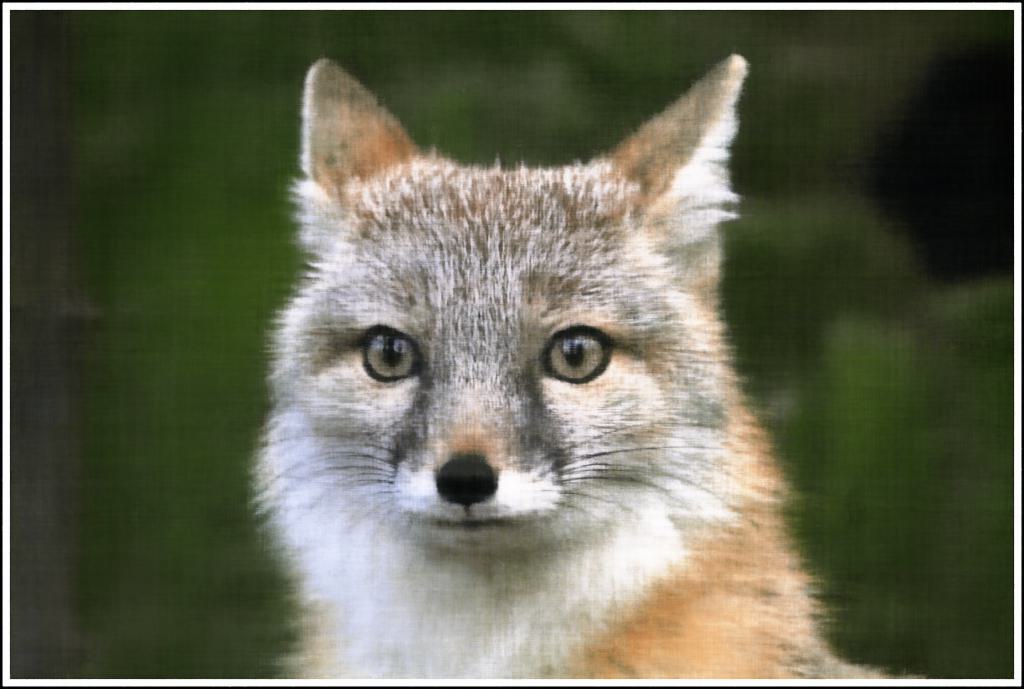 Fox iter=1000