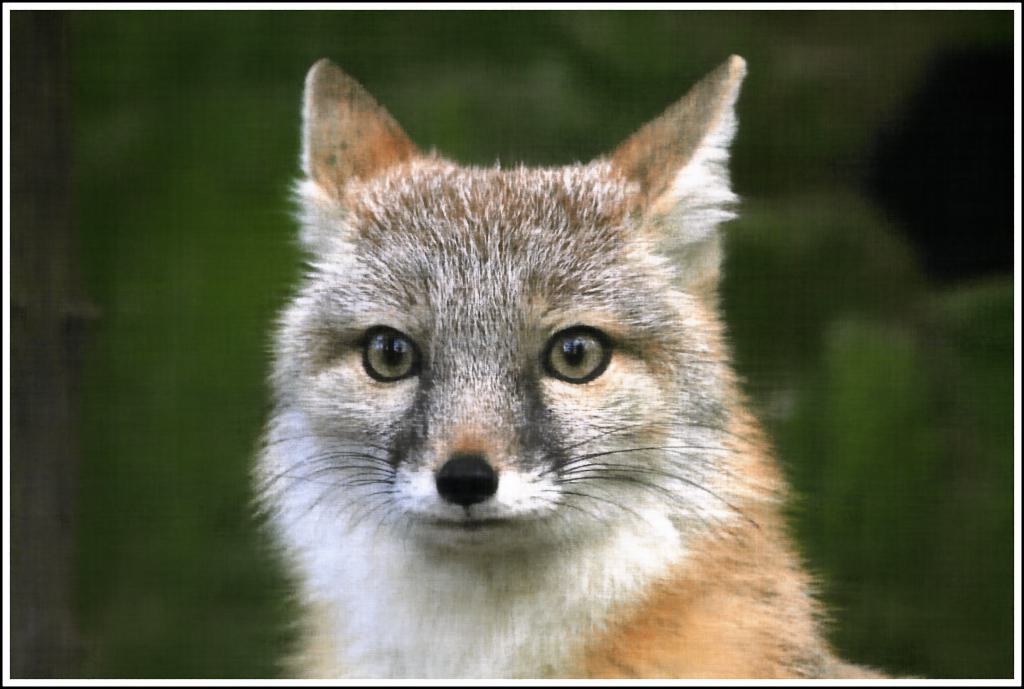 Fox iter=2000