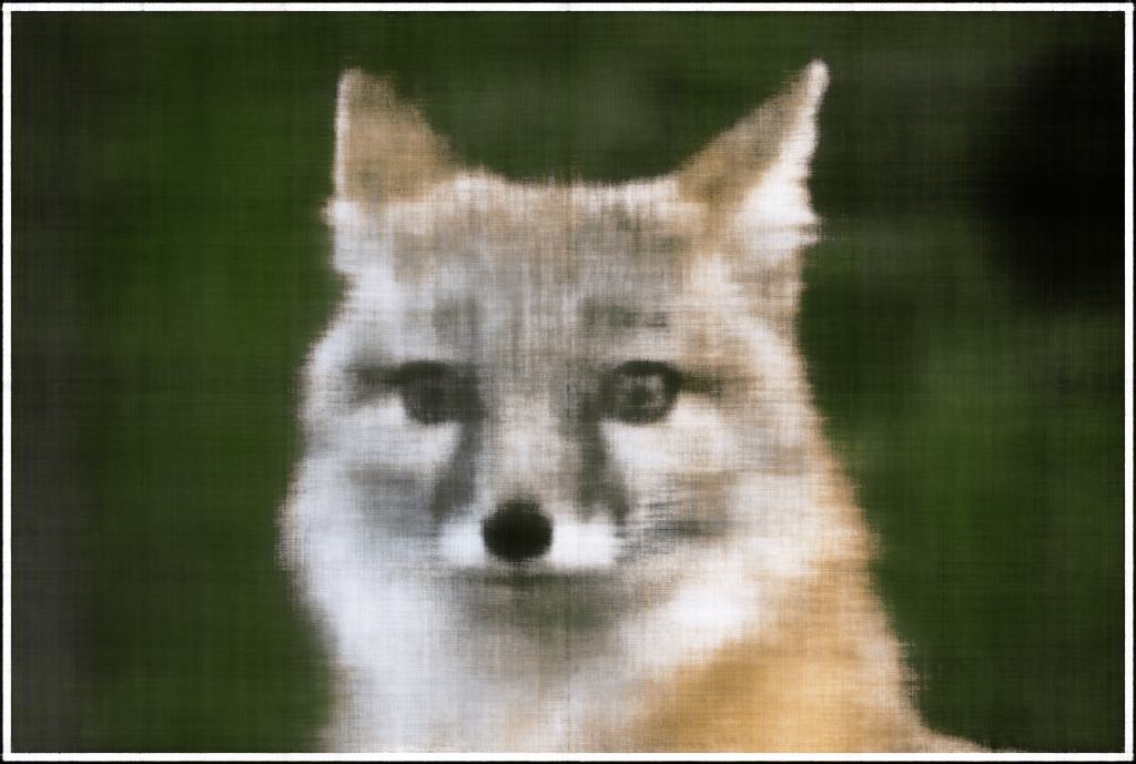 Fox iter=250