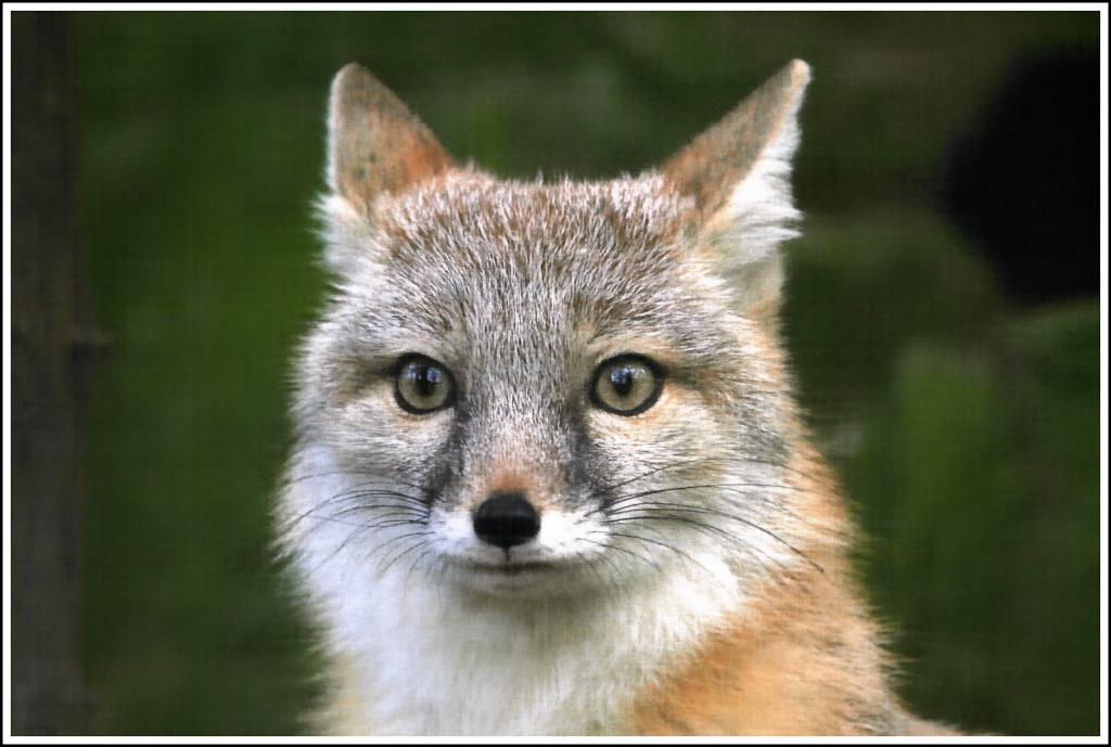 Fox iter=3000