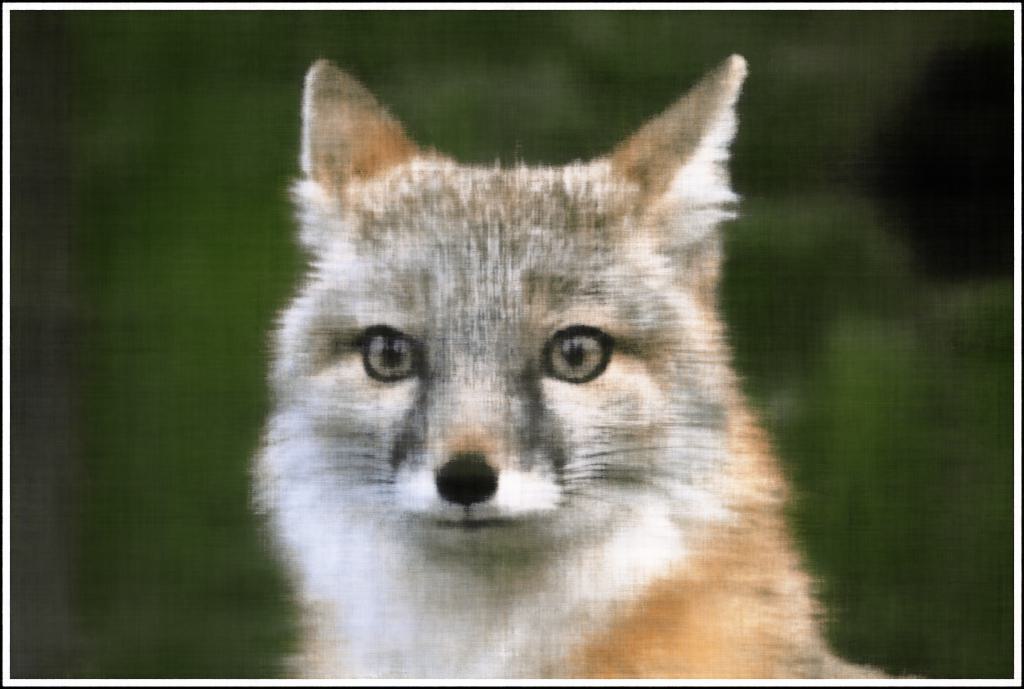 Fox iter=500